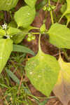 Black nightshade